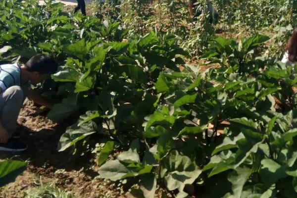 夏天怎么对茄子施肥，可每隔7天左右追施1次尿素