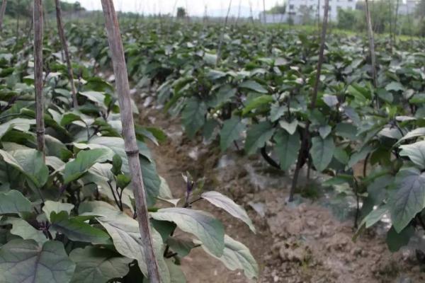 夏天怎么对茄子施肥，可每隔7天左右追施1次尿素