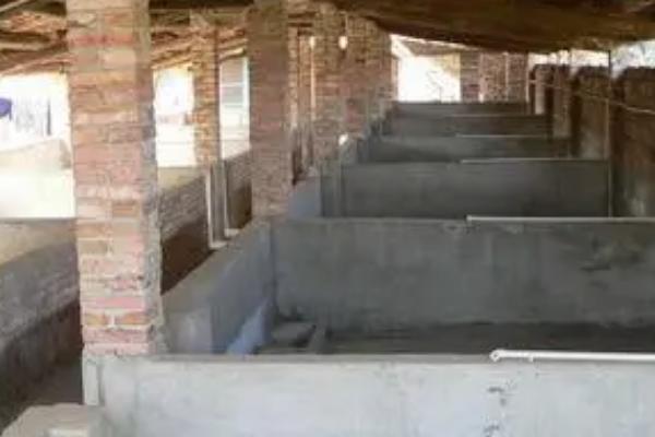 养10头母猪怎样建猪圈，通常需要35-40㎡的面积