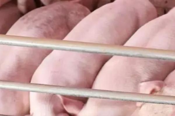 养10头母猪怎样建猪圈，通常需要35-40㎡的面积