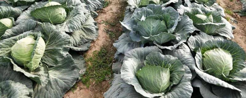 种圆白菜用什么土