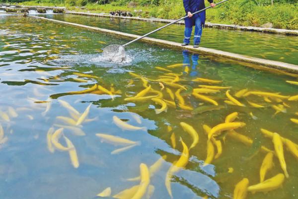 冷水鱼在30度的水中是否会死亡，可短暂适应但无法长时间存活