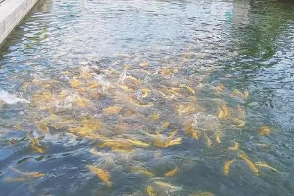 冷水鱼在30度的水中是否会死亡，可短暂适应但无法长时间存活