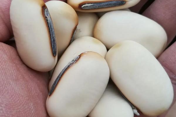刀豆的生长期，生育期为180-310天左右
