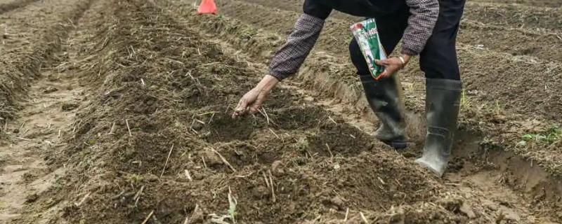 玉米播种后为什么有根无芽