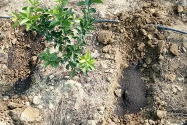 果树的施肥误区，施肥量并不是越多越好