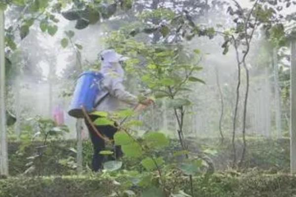 果树的施肥误区，施肥量并不是越多越好