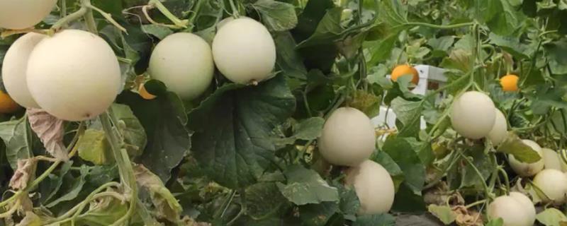 怎么对甜瓜使用膨大素