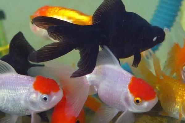 金鱼眼睛被其他鱼吃了还能活吗，能活但需要注意感染情况