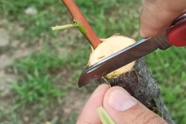 桃树一年四季怎么嫁接育苗，夏季可在砧木距地面10厘米处进行芽接