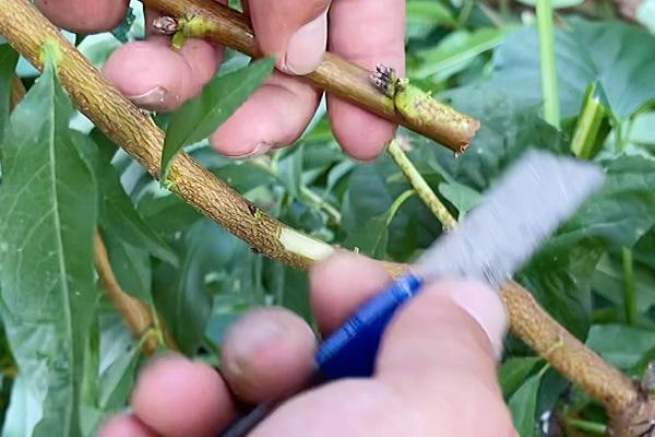 桃树一年四季怎么嫁接育苗，夏季可在砧木距地面10厘米处进行芽接