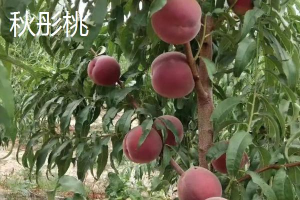桃树一年四季怎么嫁接育苗，夏季可在砧木距地面10厘米处进行芽接