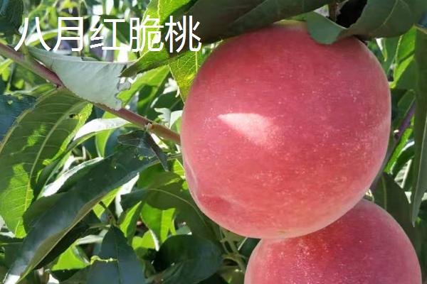 桃树一年四季怎么嫁接育苗，夏季可在砧木距地面10厘米处进行芽接