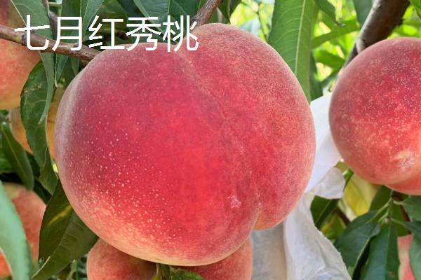 桃树一年四季怎么嫁接育苗，夏季可在砧木距地面10厘米处进行芽接
