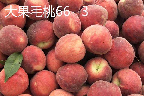 桃树一年四季怎么嫁接育苗，夏季可在砧木距地面10厘米处进行芽接