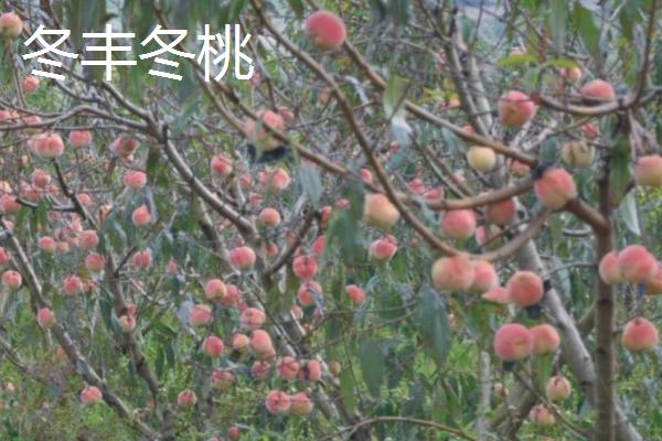 桃树一年四季怎么嫁接育苗，夏季可在砧木距地面10厘米处进行芽接