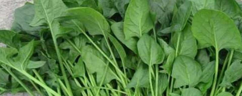 菠菜施肥的方式