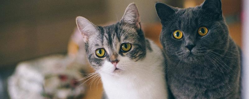 猫咪怀孕可以摸肚子吗