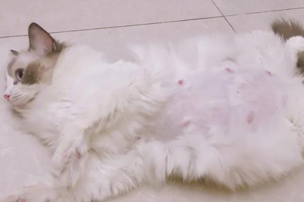 猫咪怀孕可以摸肚子吗，孕中期或者后期不能摸肚子