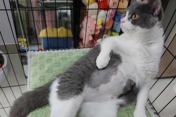 猫咪怀孕可以摸肚子吗，孕中期或者后期不能摸肚子