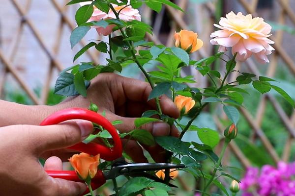 秋天月季花怎么修剪，首先剪除夏季形成的病弱枝条