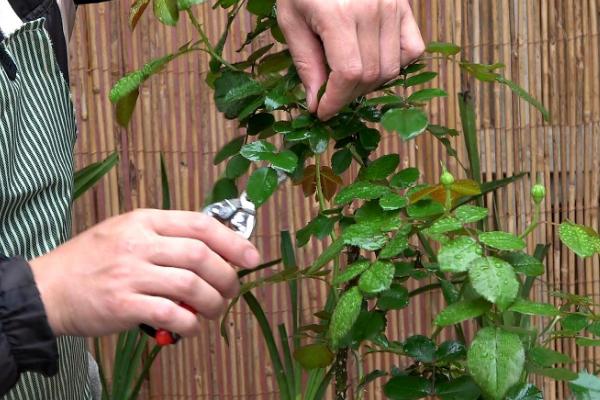 秋天月季花怎么修剪，首先剪除夏季形成的病弱枝条