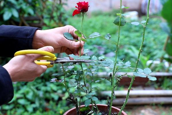 秋天月季花怎么修剪，首先剪除夏季形成的病弱枝条