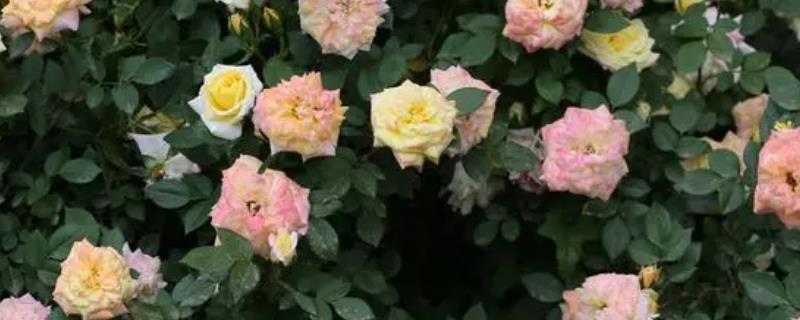 月季花越开越小的原因