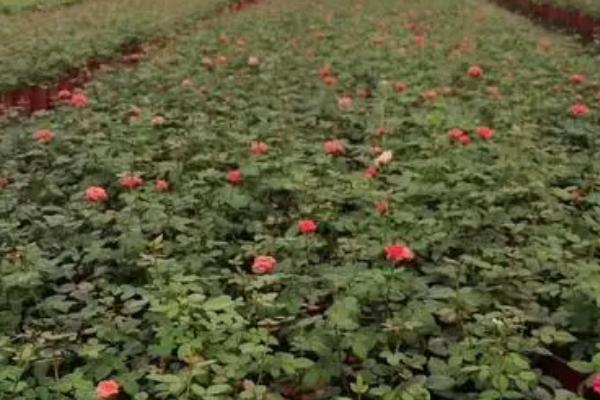 月季花越开越小的原因，光照不足或温度过高都会导致