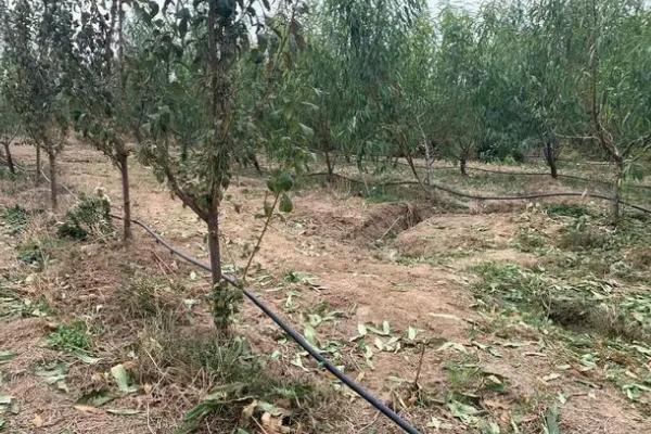 果树什么时候冬灌，果实采摘后至土壤封冻前均可冬灌