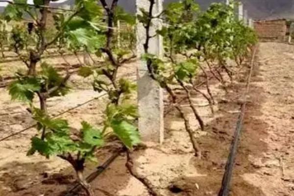 果树什么时候冬灌，果实采摘后至土壤封冻前均可冬灌