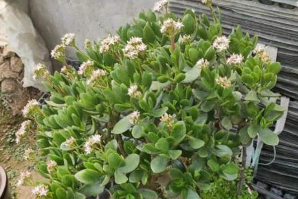 玉树花叶子发黄的原因，水太多，光照少都会导致