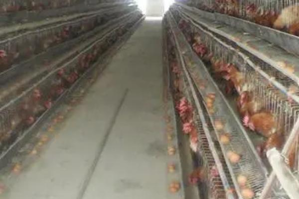 冬天怎么做鸡窝保暖，铺设垫草或提高鸡窝高度效果好