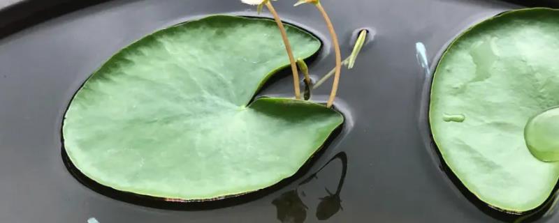 一叶莲属于喜阳还是喜阴植物