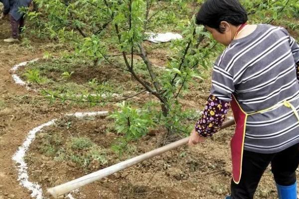 秋季怎么对果树施肥护叶，采果后要尽快喷施尿素与磷酸二氢钾的混合液
