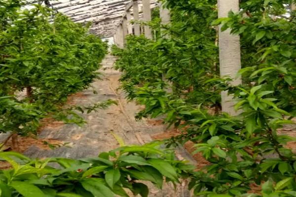 秋季怎么对果树施肥护叶，采果后要尽快喷施尿素与磷酸二氢钾的混合液