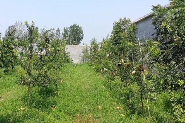 秋季怎么对果树施肥护叶，采果后要尽快喷施尿素与磷酸二氢钾的混合液