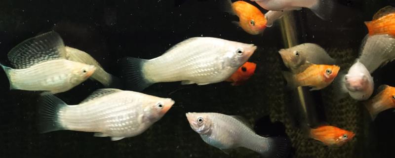 玛丽鱼的配对方法