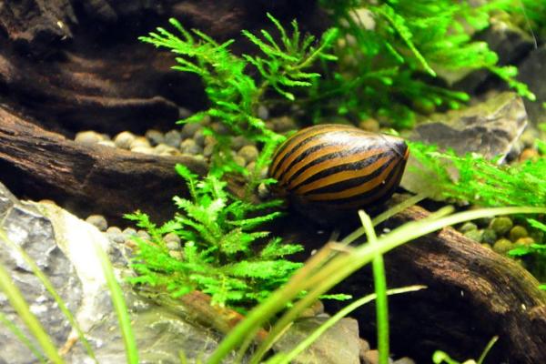 斑马螺吃什么，以浮游生物的藻类为主
