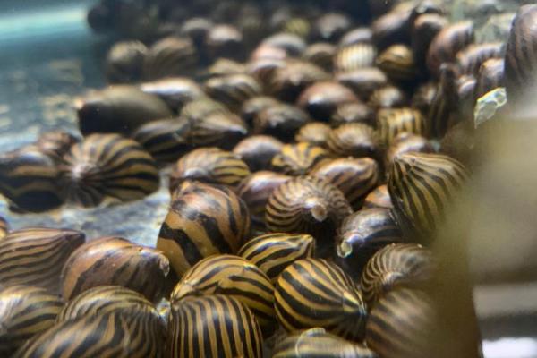 斑马螺吃什么，以浮游生物的藻类为主
