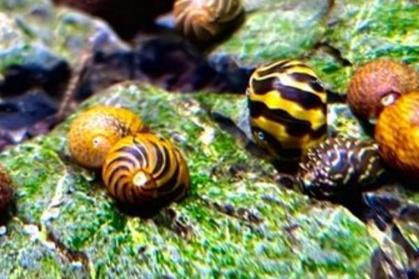 斑马螺吃什么，以浮游生物的藻类为主