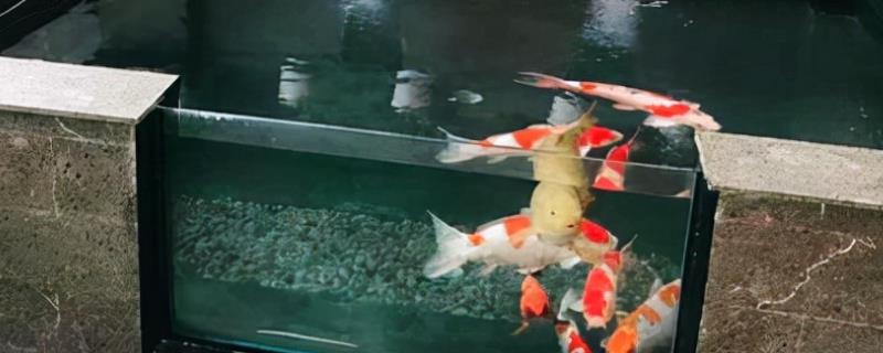 露天鱼池怎样保持水清