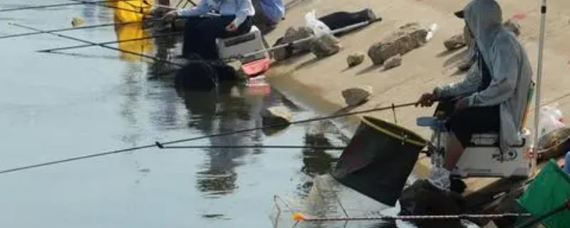 立夏钓鱼的最佳时间