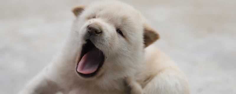 狗狗难产的症状