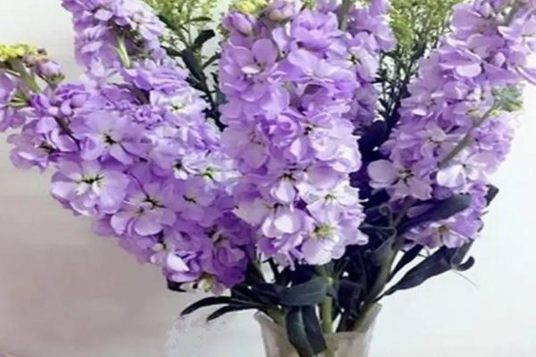 紫罗兰是什么颜色，蓝里透紫且紫里带蓝