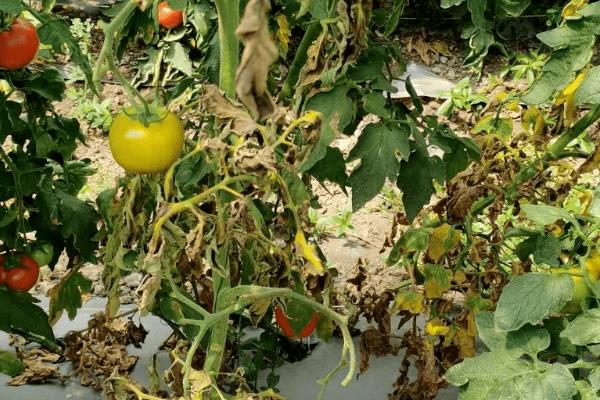 西红柿枯萎病的防治方法，可种植抗病品种、实行轮作倒茬