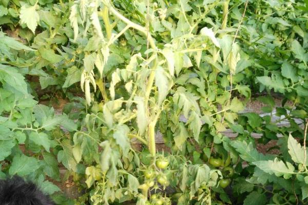 西红柿枯萎病的防治方法，可种植抗病品种、实行轮作倒茬