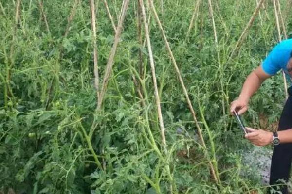 西红柿枯萎病的防治方法，可种植抗病品种、实行轮作倒茬