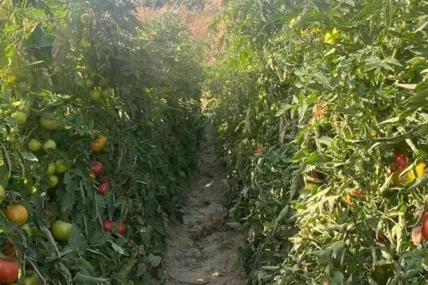 西红柿枯萎病的防治方法，可种植抗病品种、实行轮作倒茬