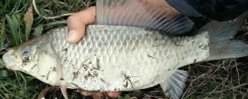 鲫鱼喜欢吃什么味道的饵料